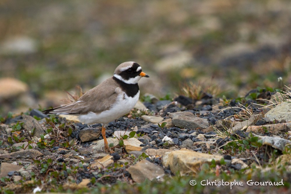 Common Ringed Plover - ML205194161