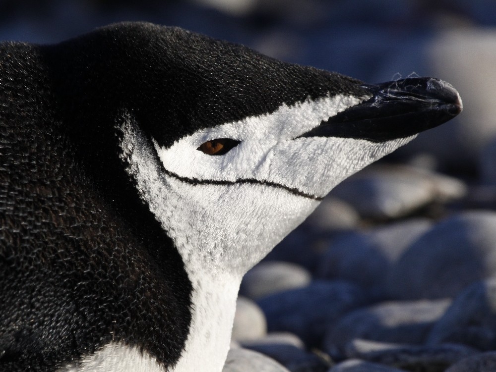 Chinstrap Penguin - ML205195261