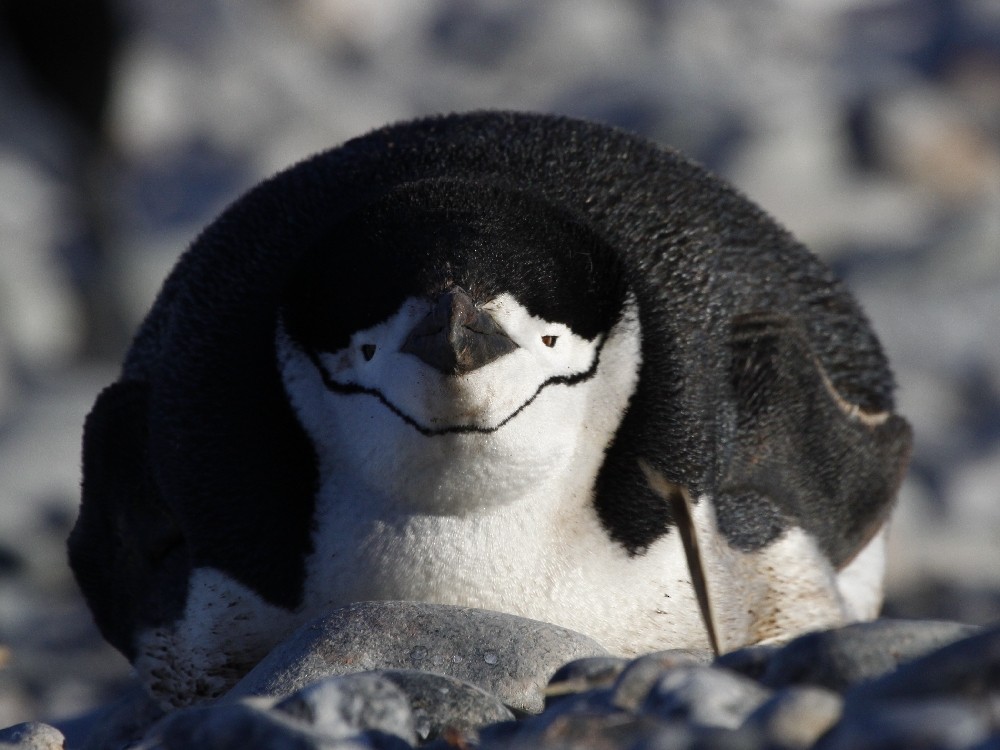 Chinstrap Penguin - ML205195281