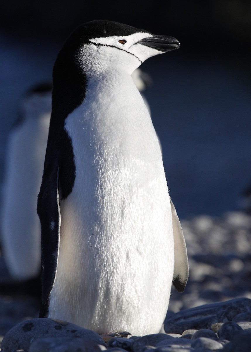 Chinstrap Penguin - Christophe Gouraud