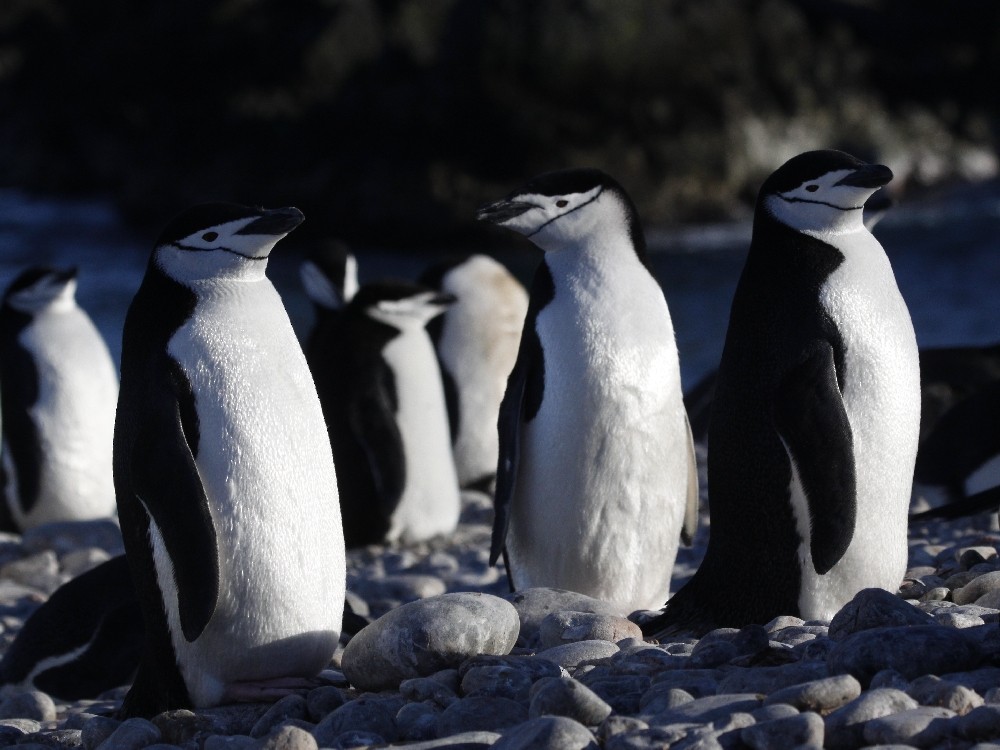 Chinstrap Penguin - Christophe Gouraud