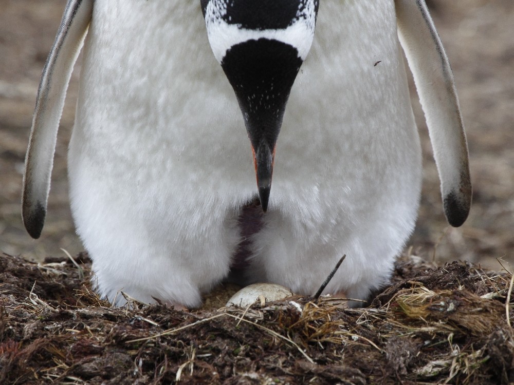 Gentoo Penguin - ML205195391