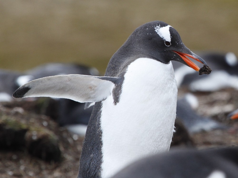 Gentoo Penguin - ML205195421