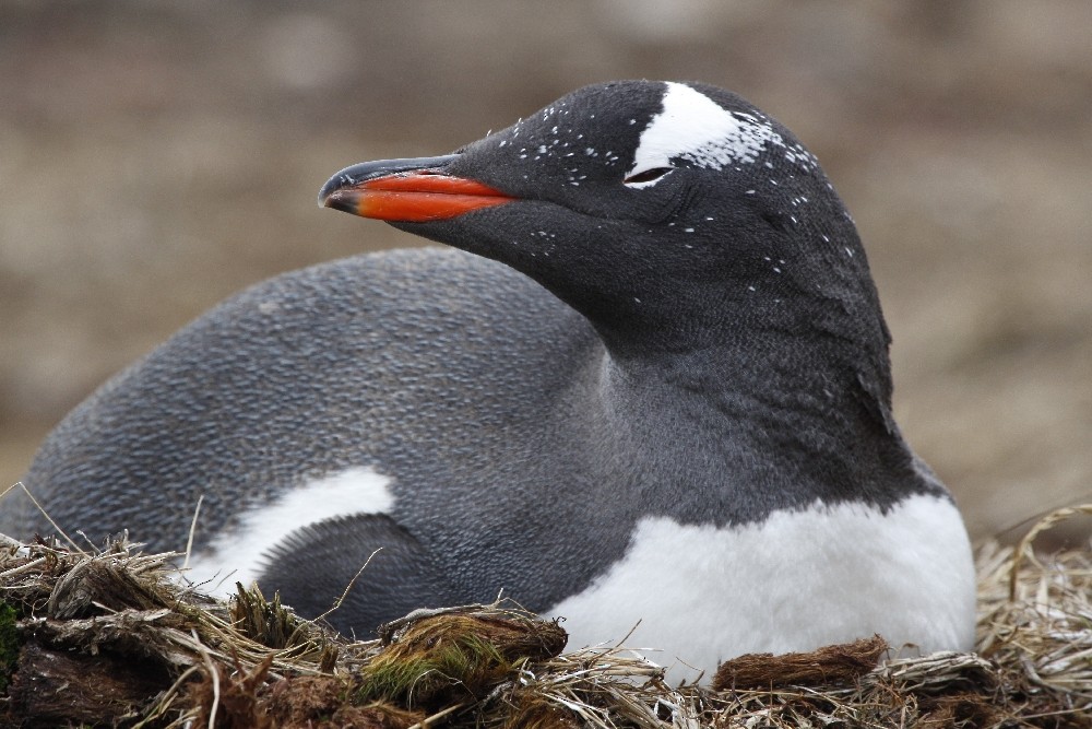 Gentoo Penguin - ML205195431