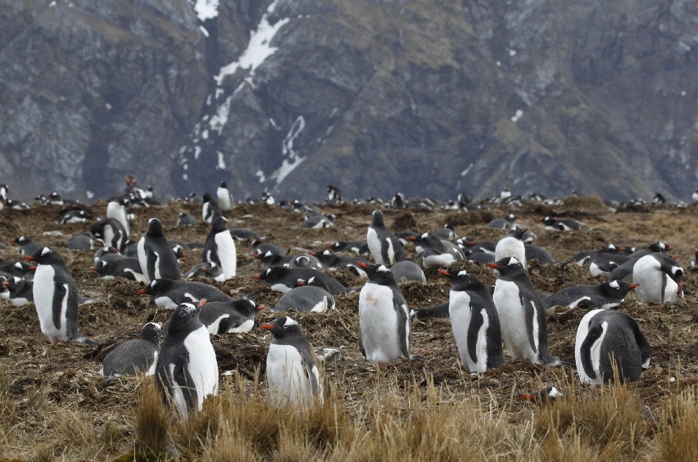 Gentoo Penguin - ML205195471