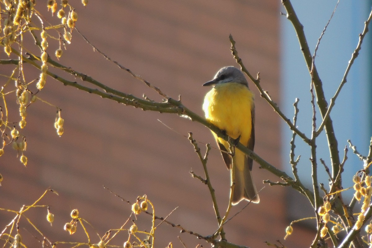 Couch's Kingbird - ML20519571