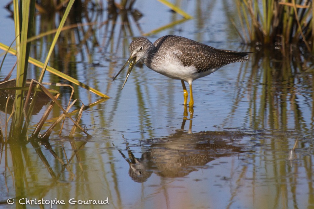 Greater Yellowlegs - ML205195911