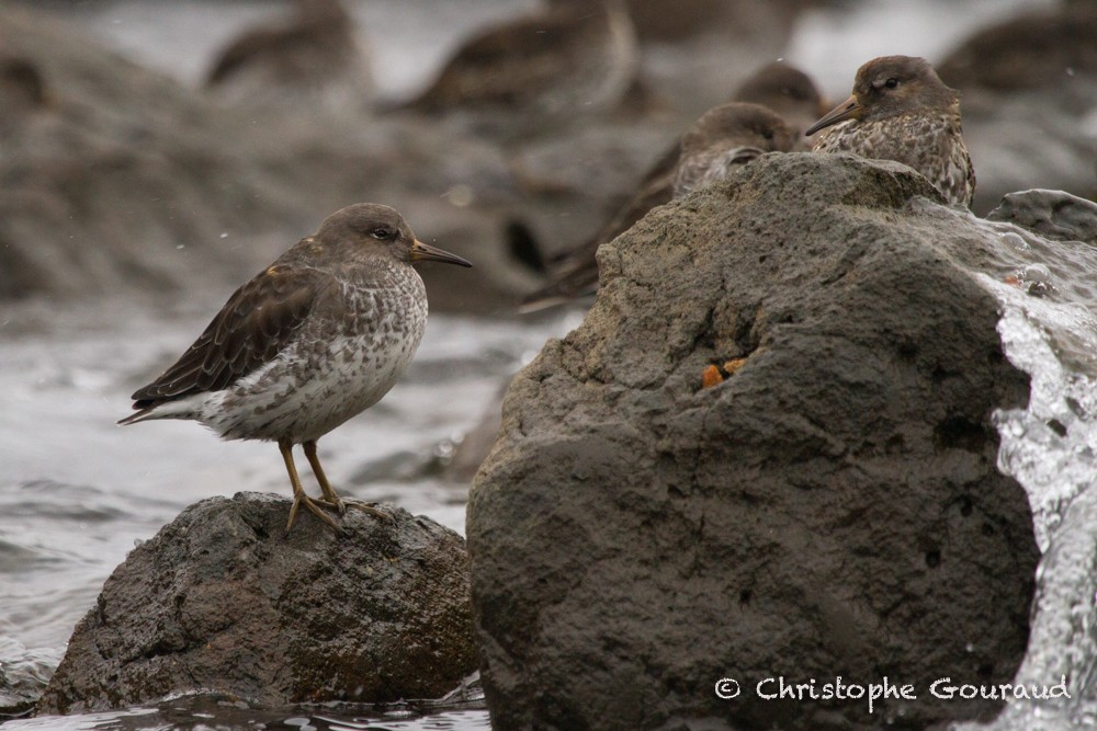 Rock Sandpiper (quarta) - ML205196261