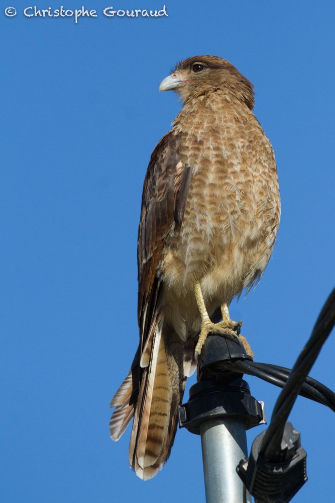 Chimango Caracara - ML205196491