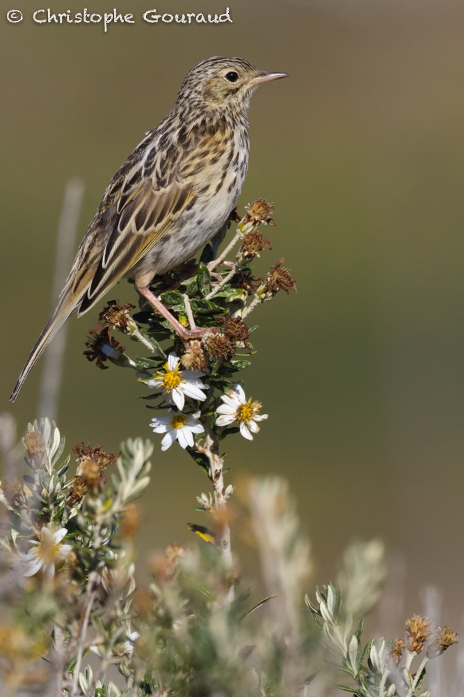 Correndera Pipit (Correndera) - ML205196531