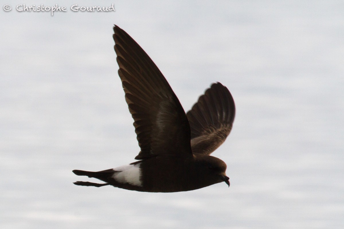 Wilson's Storm-Petrel (Wilson's) - ML205196601