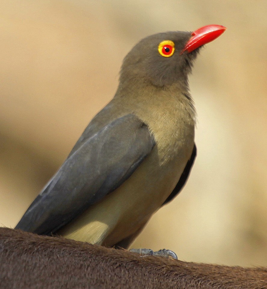 Red-billed Oxpecker - ML205197671