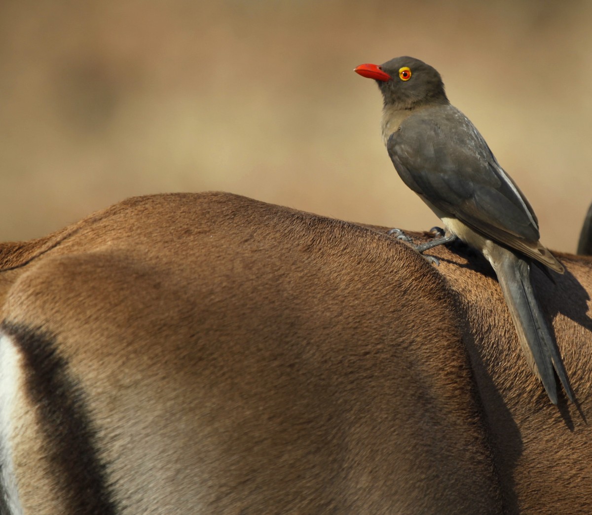 Photos - Red-billed Oxpecker - Buphagus erythroryncha - Birds of