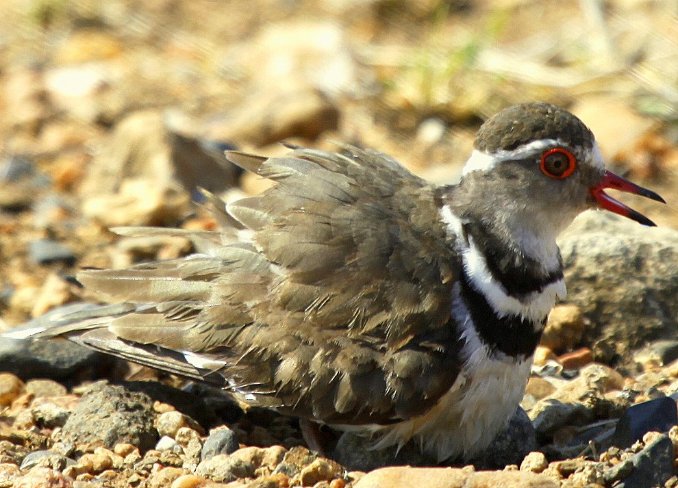 Three-banded Plover (African) - ML205197701