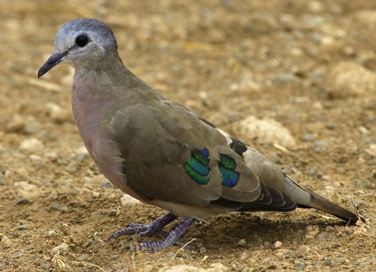 Emerald-spotted Wood-Dove - ML205197801