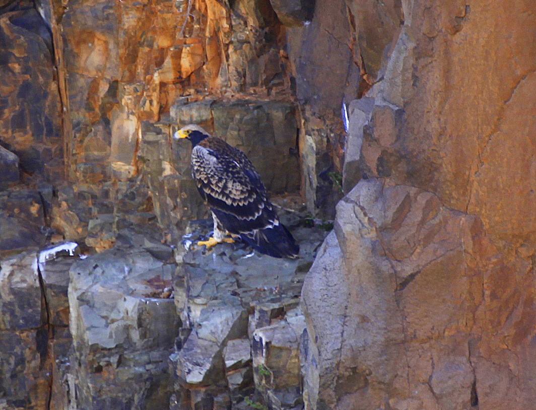 Verreaux's Eagle - ML205197921