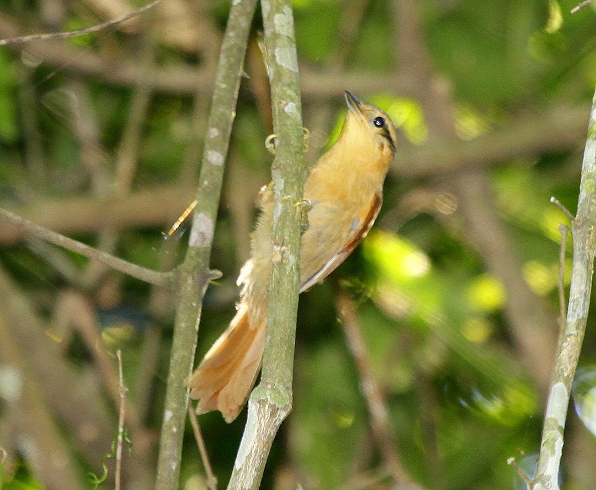 Buff-fronted Foliage-gleaner - Carmelo López Abad