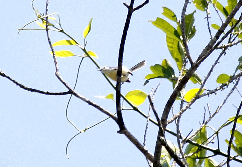 Creamy-bellied Gnatcatcher - ML205197981