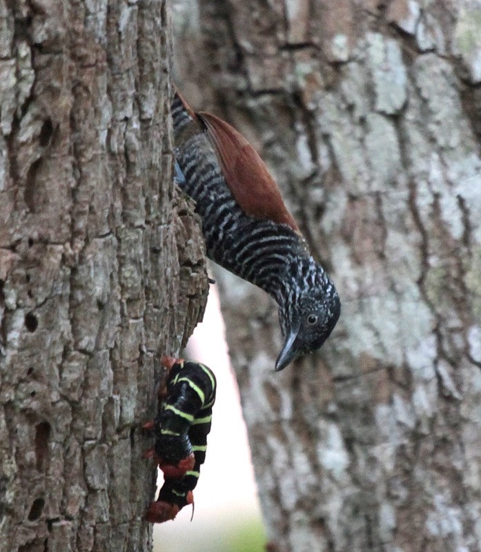 Chestnut-backed Antshrike - Carmelo López Abad