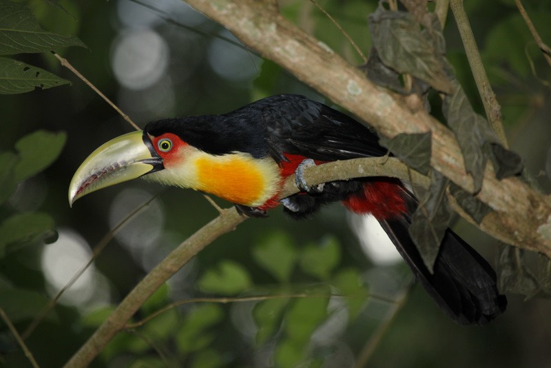 Red-breasted Toucan - ML205198031