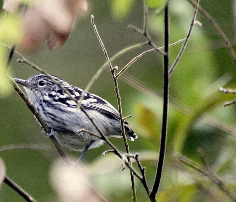 Amazonian Streaked-Antwren - ML205198091