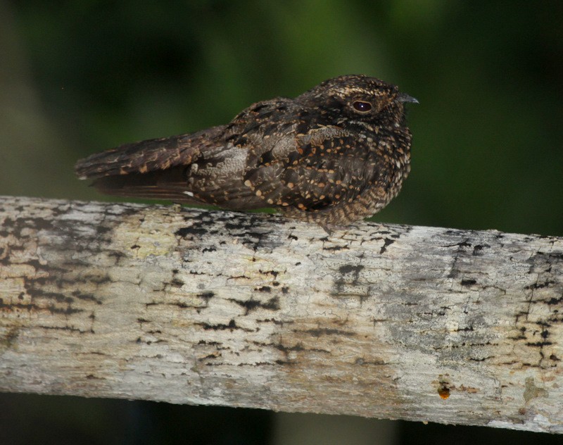 Blackish Nightjar - ML205198111