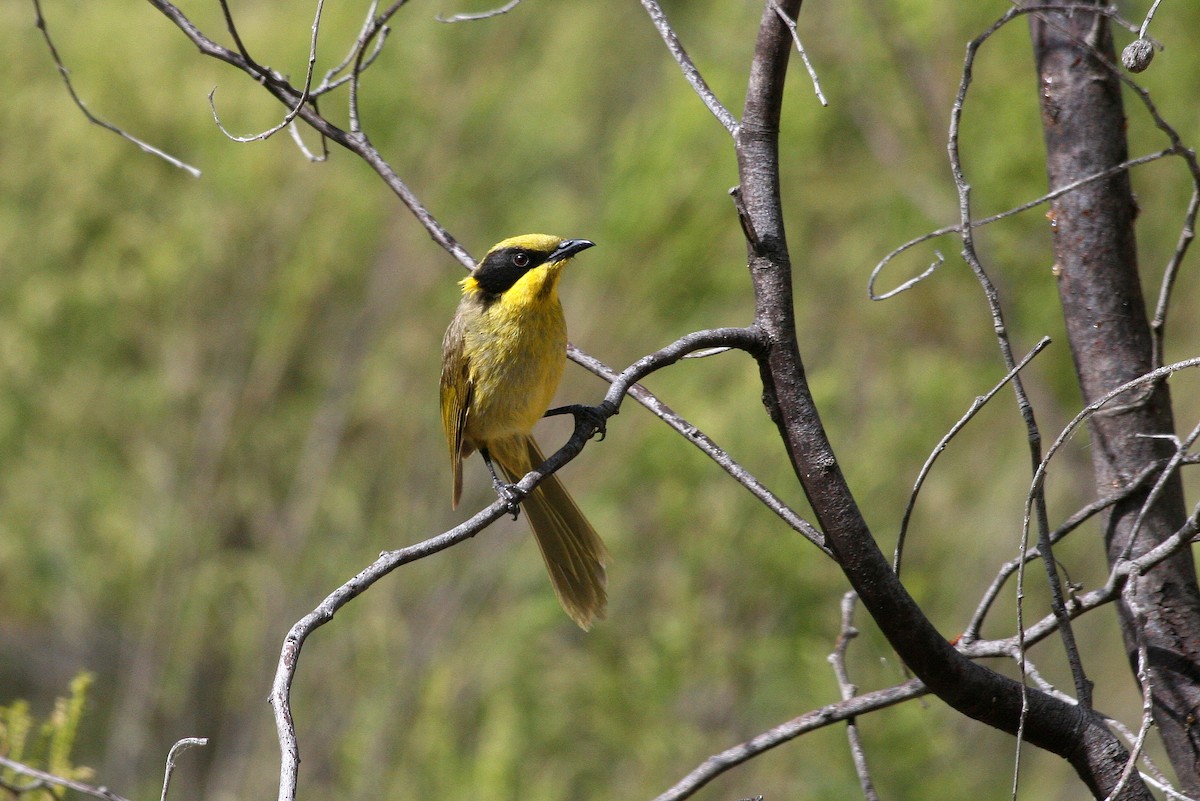 Mielero Orejigualdo (melanops/meltoni) - ML205198561