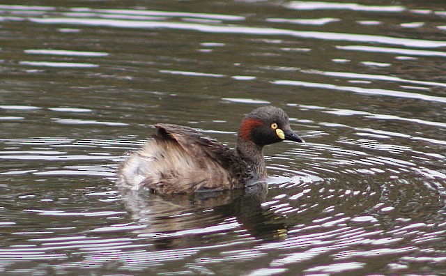 Australasian Grebe - Clive Nealon