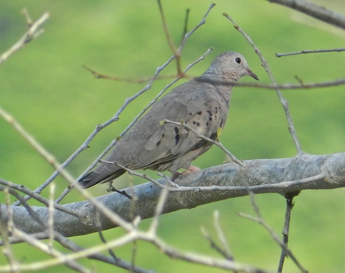 Common Ground Dove - ML205198761