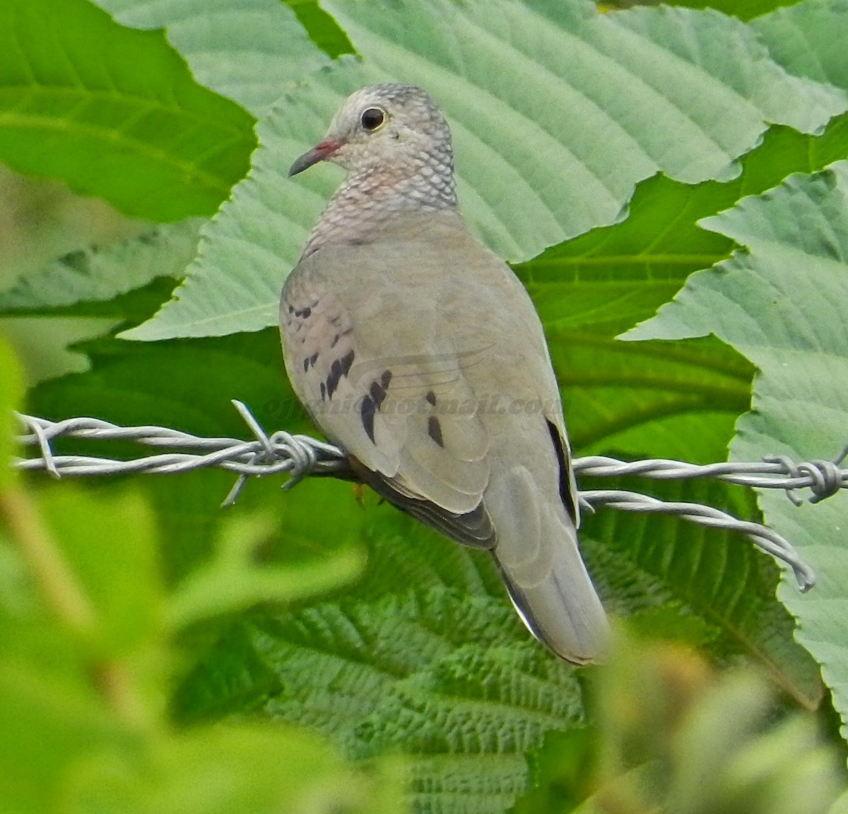 Common Ground Dove - ML205198921