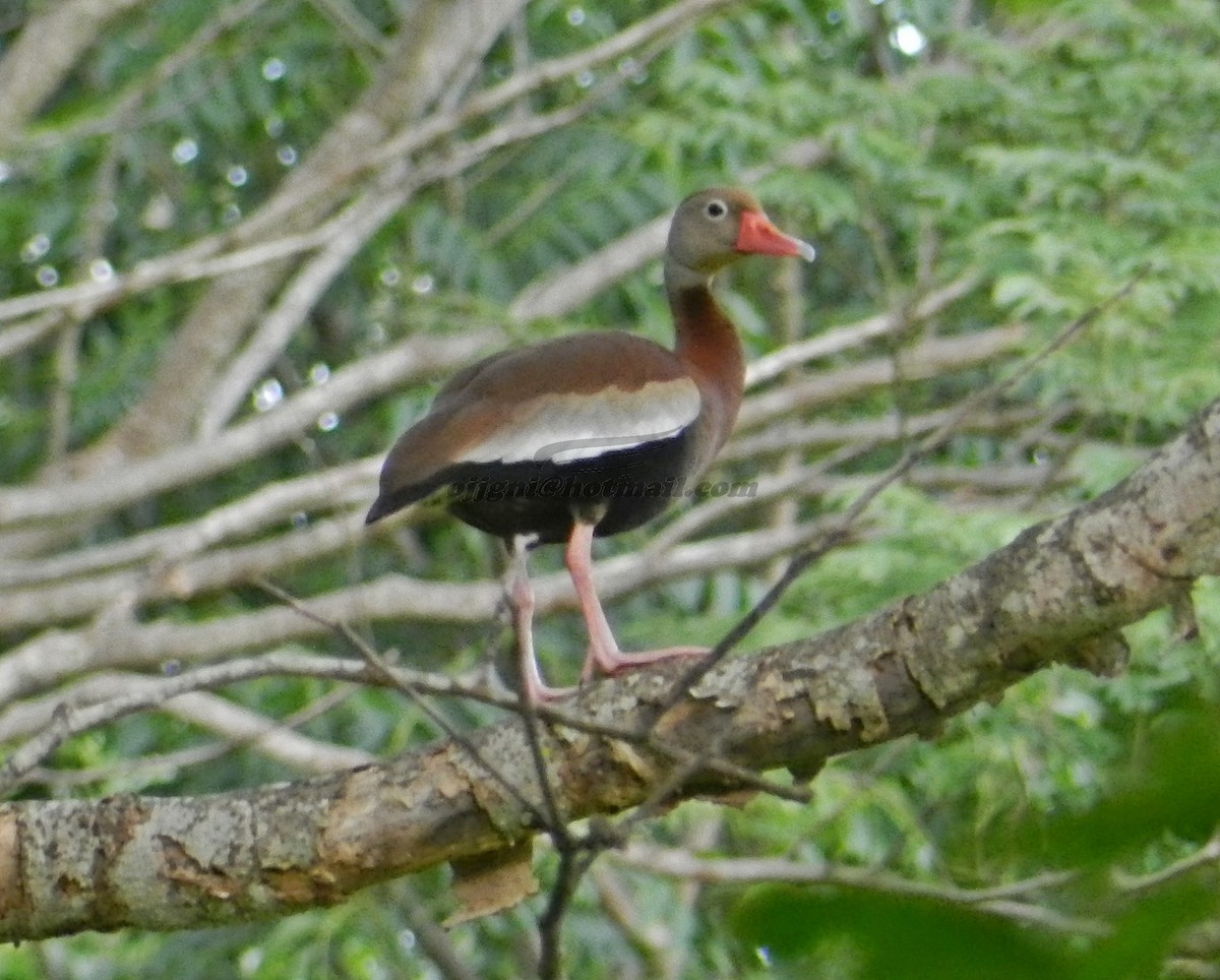 Black-bellied Whistling-Duck - ML205199301