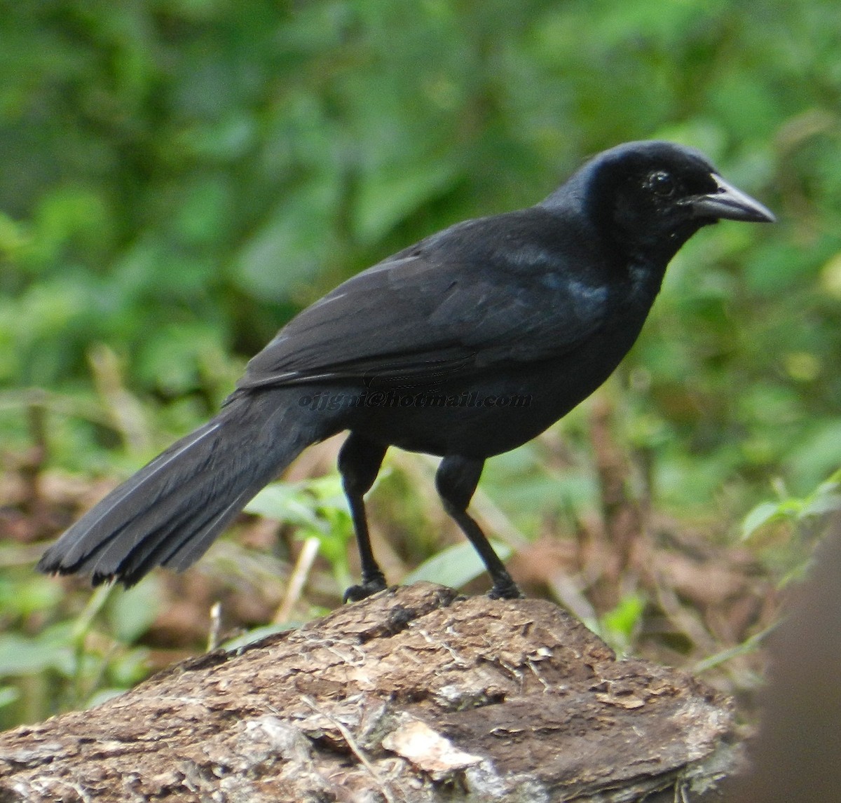 Melodious Blackbird - Orlando Jarquín