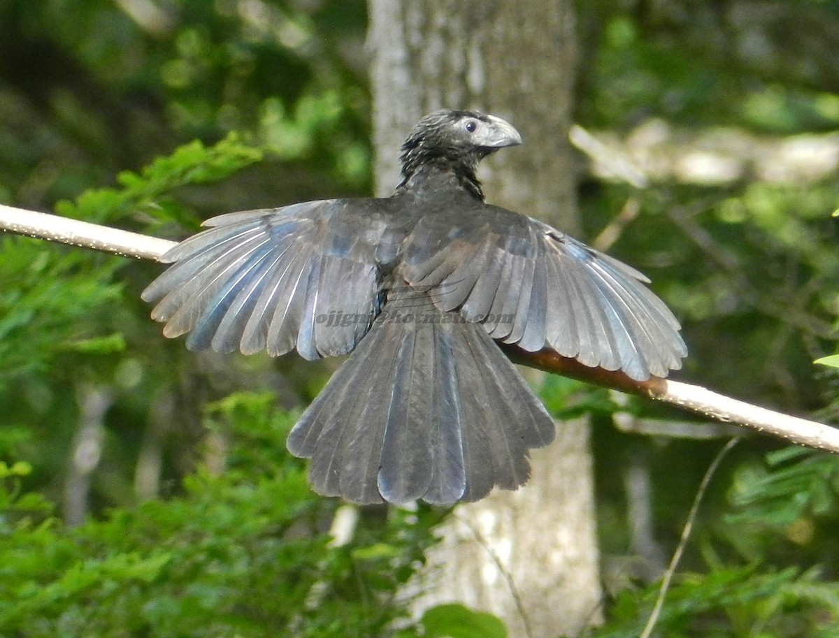 Groove-billed Ani - Orlando Jarquín