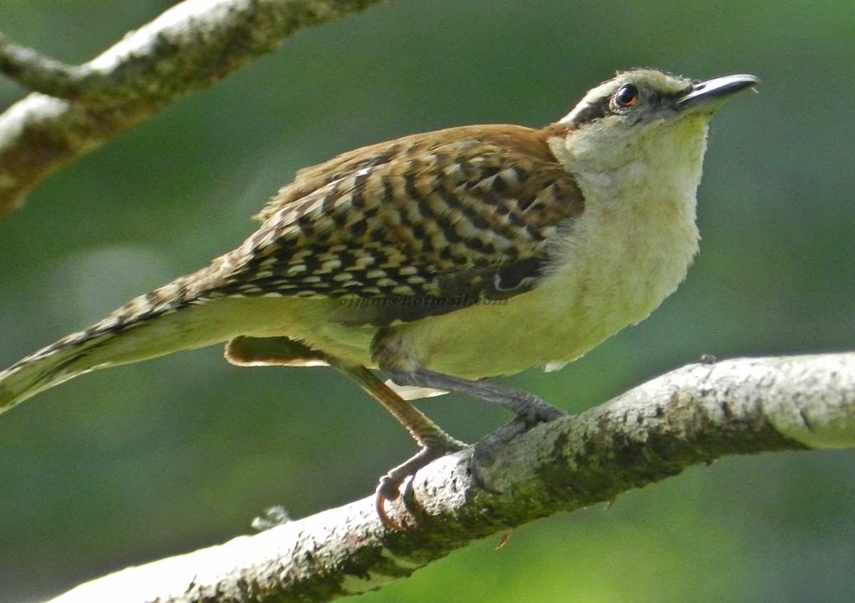 Rufous-naped Wren (Rufous-backed) - Orlando Jarquín