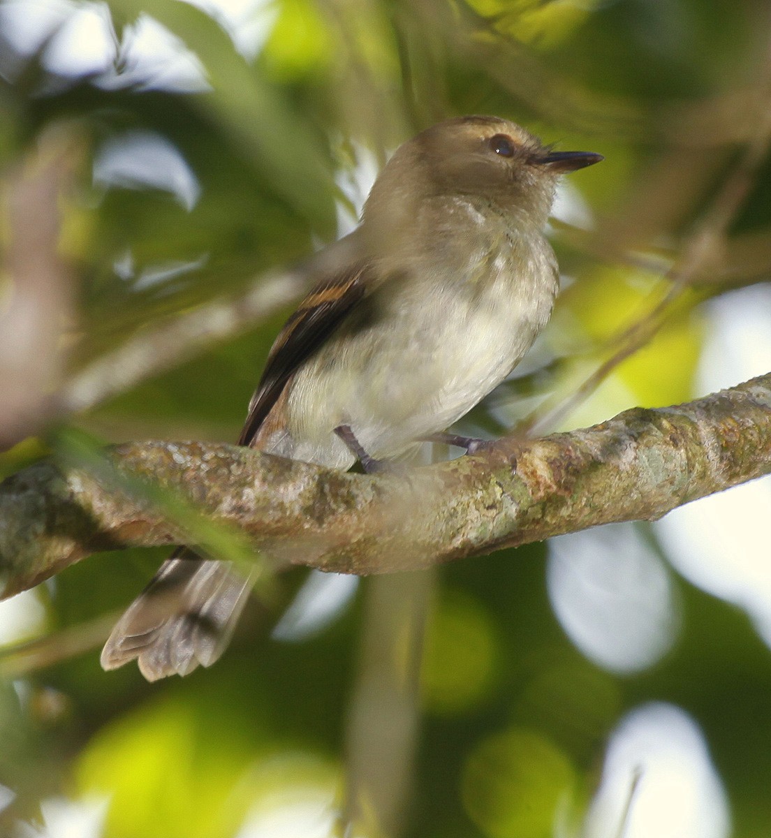 Fuscous Flycatcher (Fuscous) - Carmelo López Abad