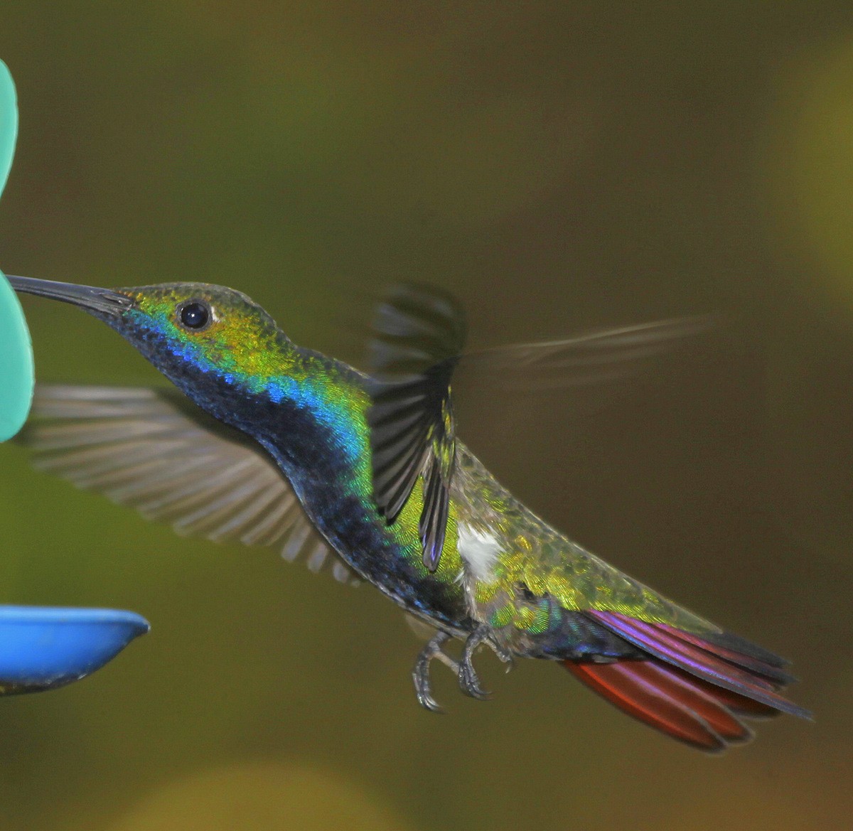 Black-throated Mango - Carmelo López Abad