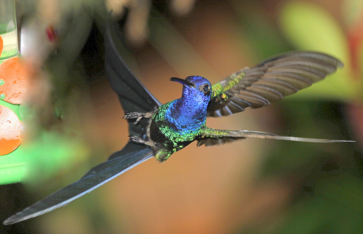 Swallow-tailed Hummingbird - Carmelo López Abad