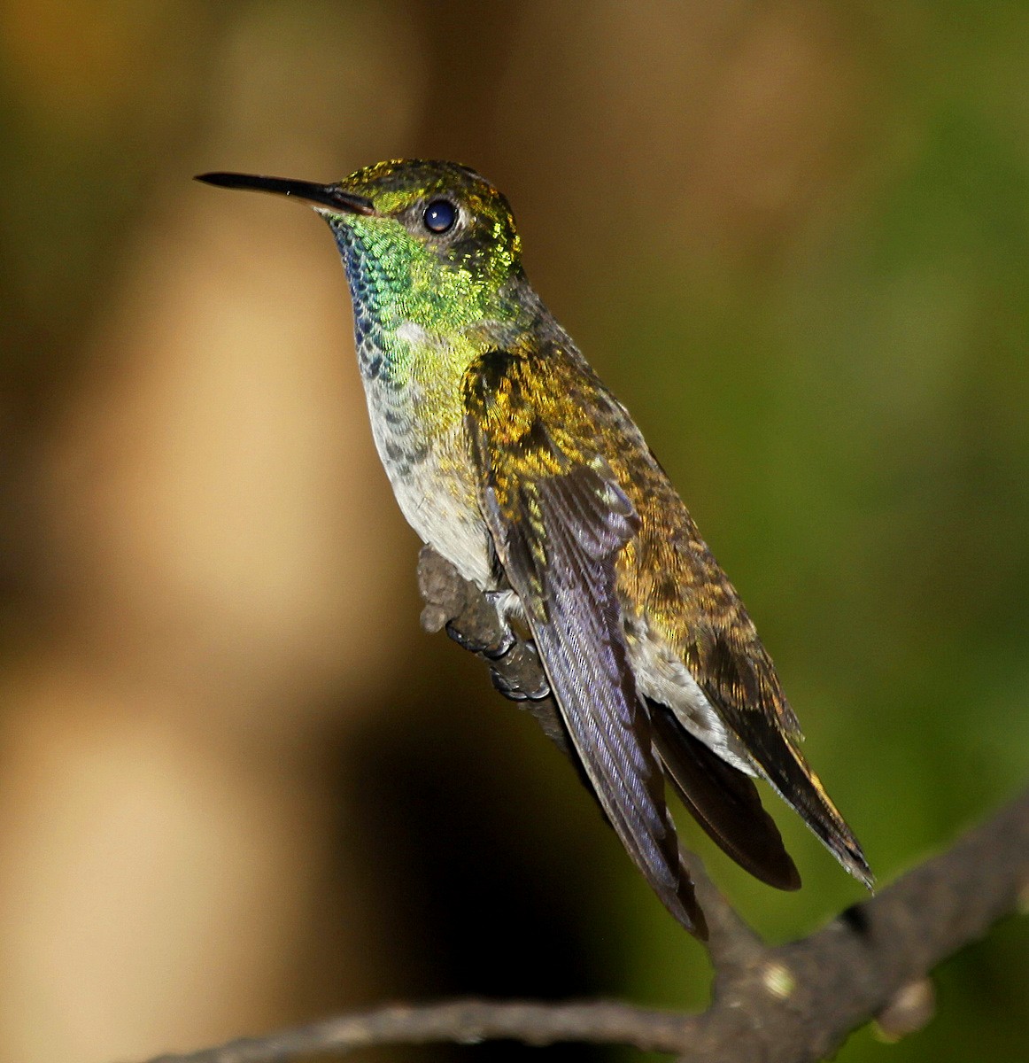 kolibřík pestrý [skupina versicolor] - ML205199761