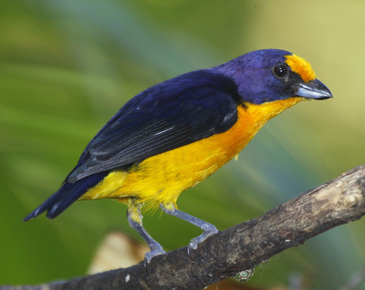 Violaceous Euphonia - Carmelo López Abad