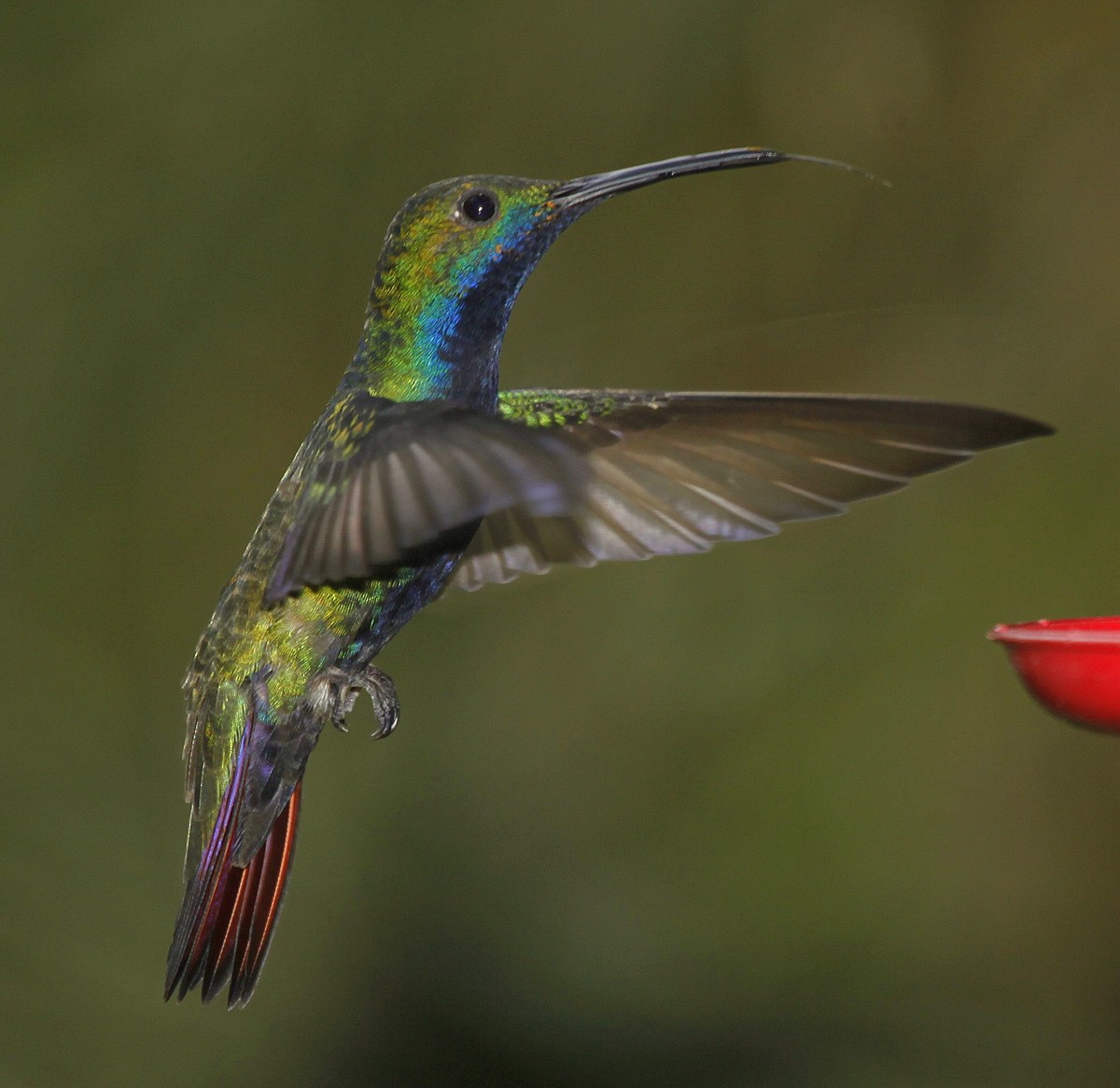 kolibřík tropický - ML205199791