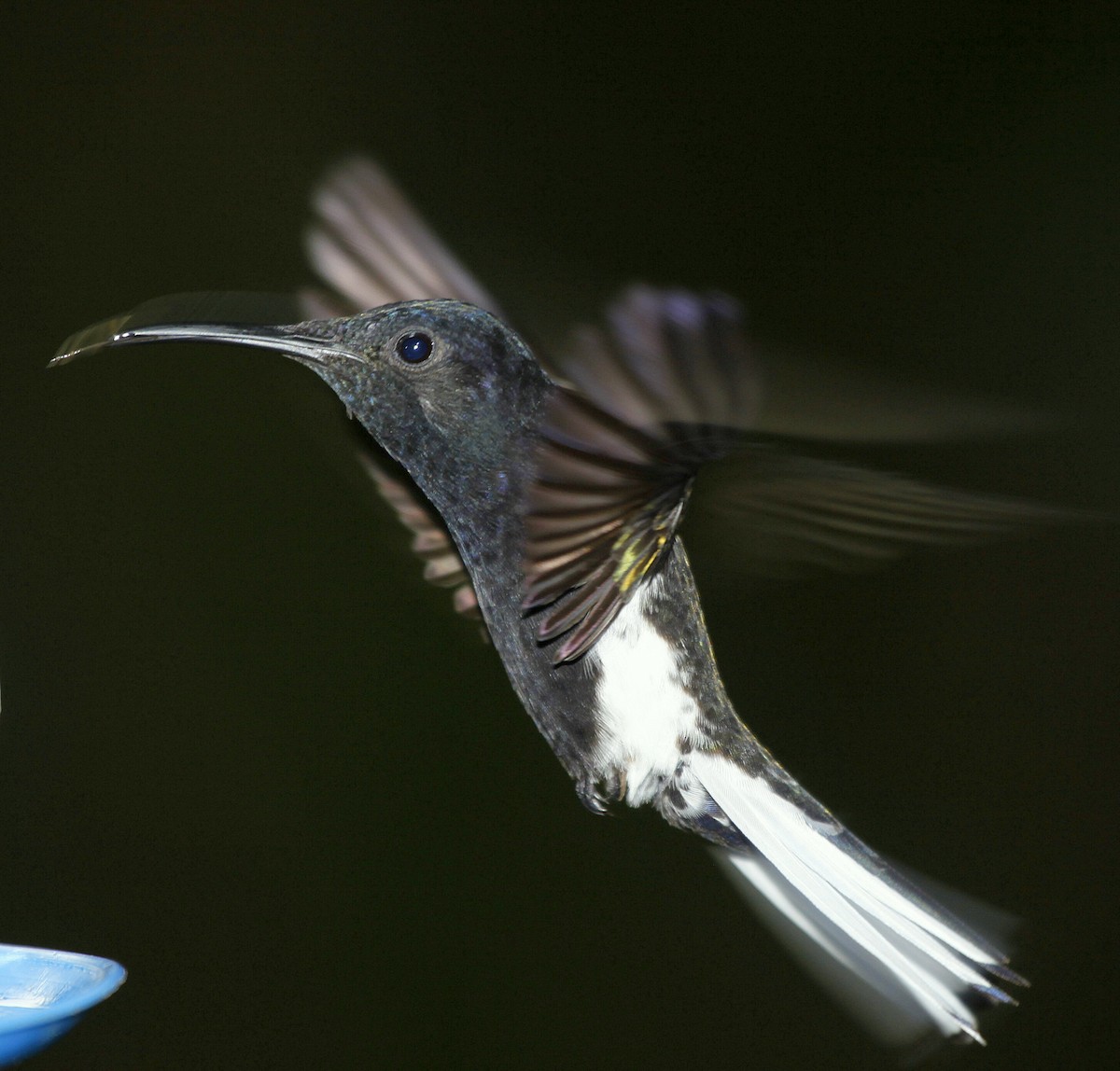 kolibřík černobílý - ML205199811