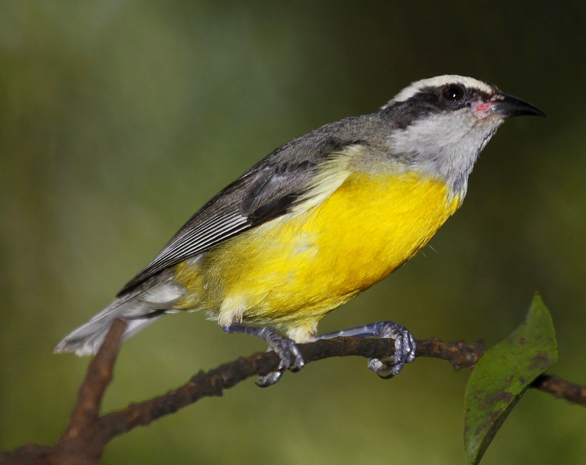 Bananaquit (Continental) - Carmelo López Abad