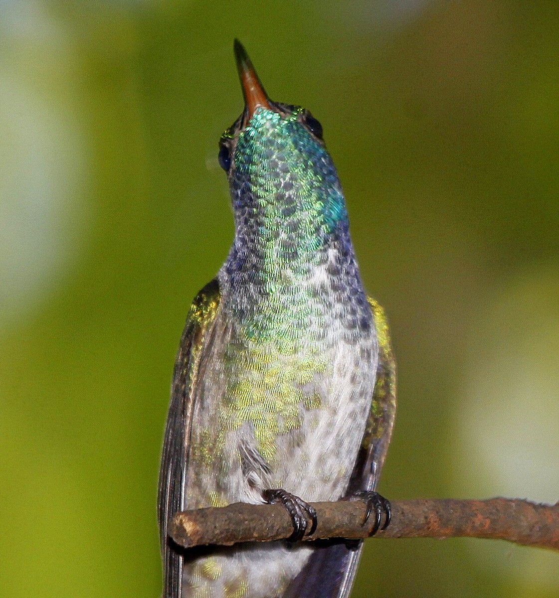 kolibřík pestrý [skupina versicolor] - ML205199861