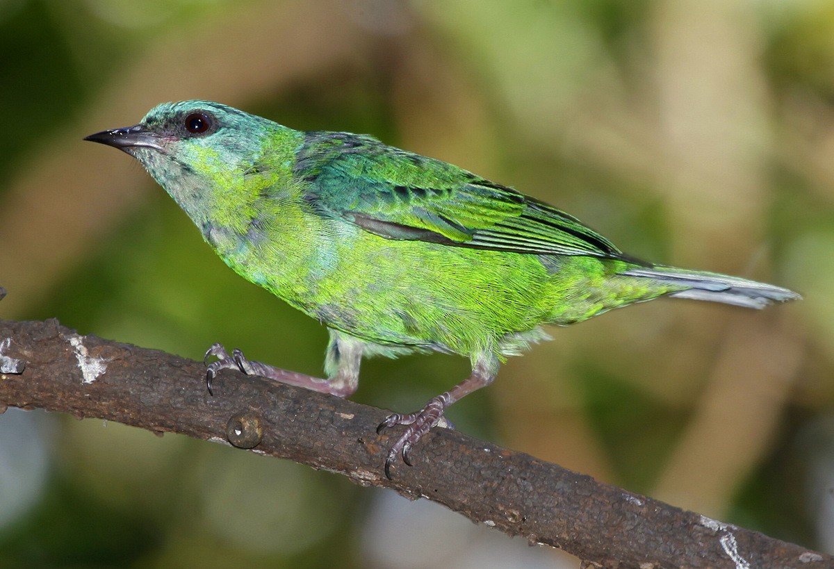 Blue Dacnis - Carmelo López Abad