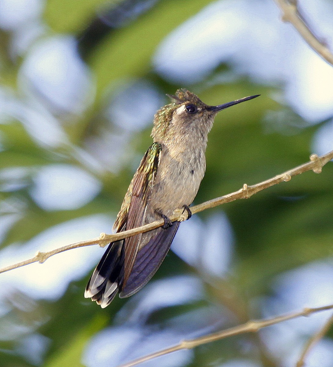 Purple-crowned Plovercrest - ML205199921