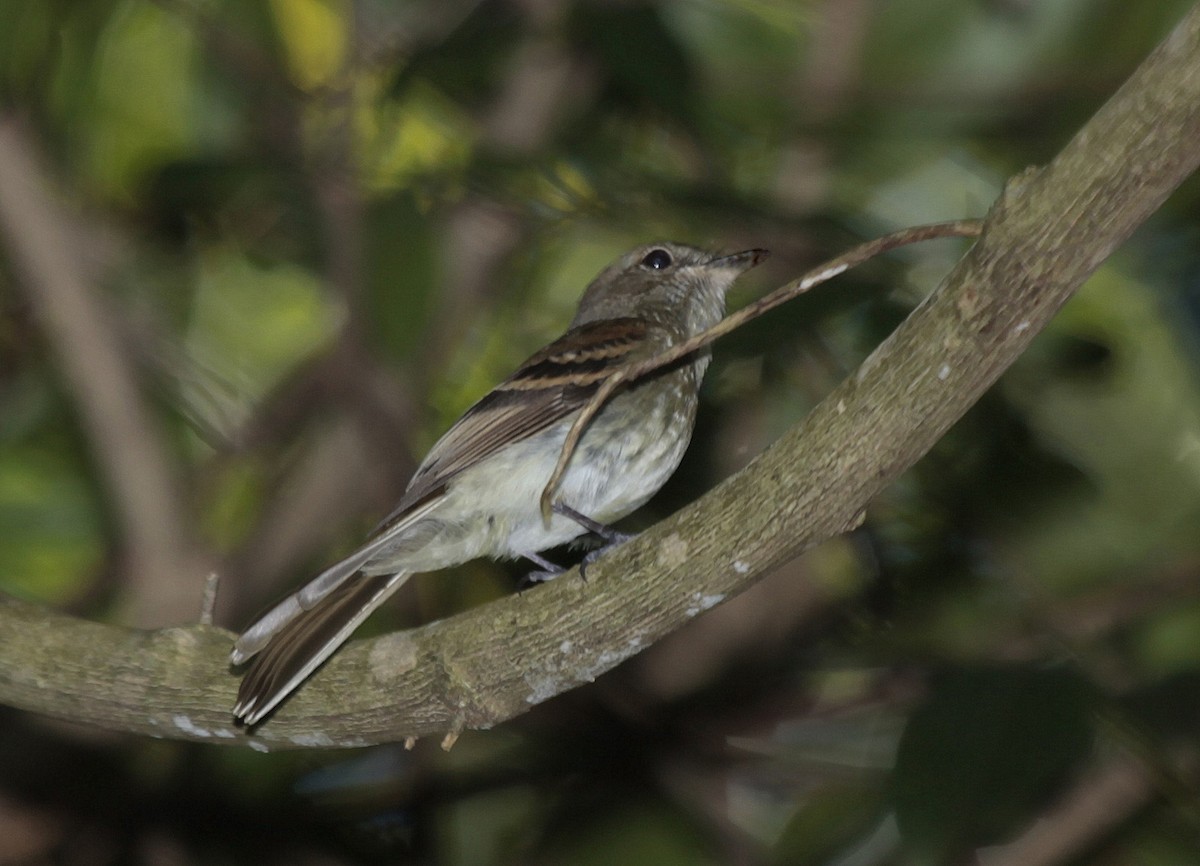 Fuscous Flycatcher (Fuscous) - ML205200301