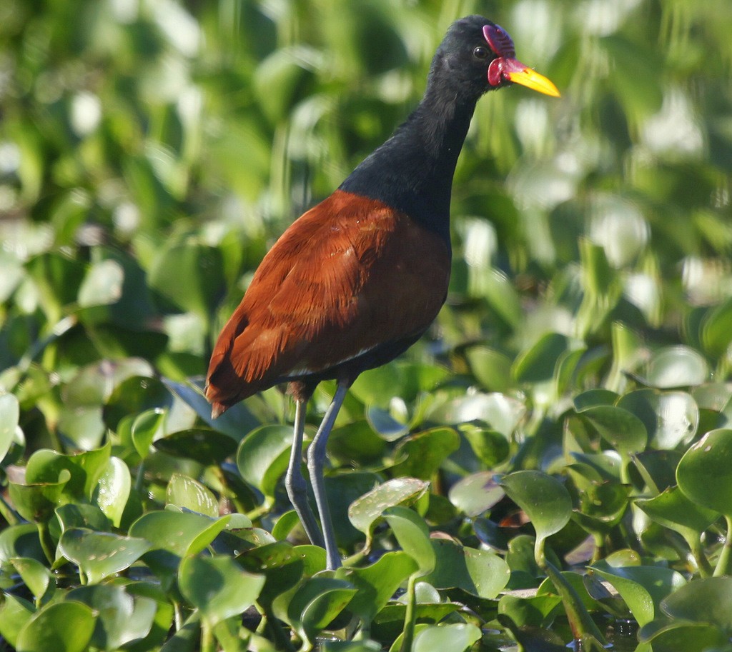 Wattled Jacana (Chestnut-backed) - Carmelo López Abad