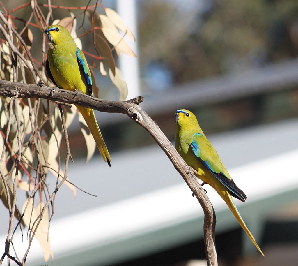 Elegant Parrot - ML205200661