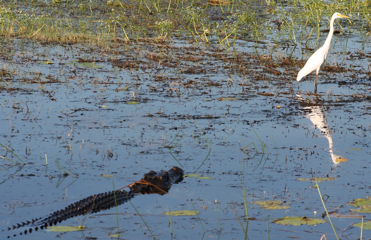 Plumed Egret - ML205200751