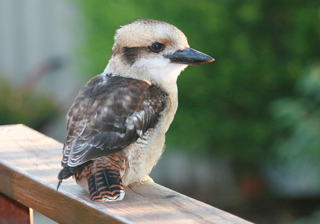 Laughing Kookaburra - ML205200771